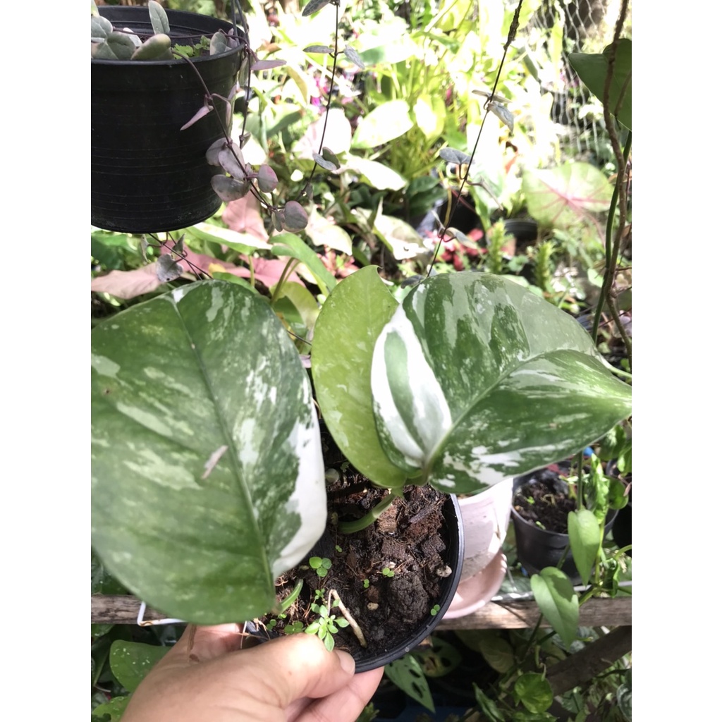 พลูฉีกด่างขาว อีพิด่าง epipremnum pinnatum variegatedกระถาง 4 นิ้วกำลังแตกยอดใหม่ชำข้อ