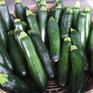 เมล็ดพันธุ์ ซูกินี แบล็คบิวตี้ Black Beauty Zucchini Squash Seed 25 เมล็ด คุณภาพดี ของแท้ 100%
