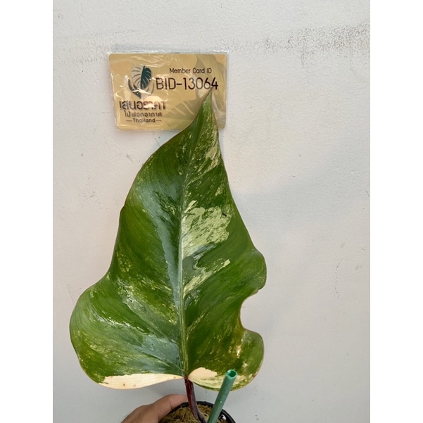 strawberry shake ,philodendron strawberry shake สตอเบอร์รี่เชค Philodendron Red Emerald Variegated
