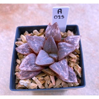 H.retusa ‘red black’ A023 (เรทูซ่า)