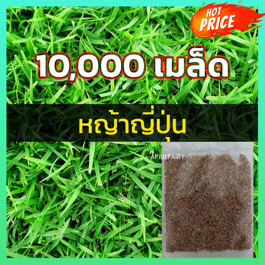 [10000เมล็ด] เมล็ดหญ้าญี่ปุ่น เมล็ดหญ้า หญ้าญี่ปุ่น Japanese Lawn Grass Zoysia japonica หญ้าปูสนาม ส