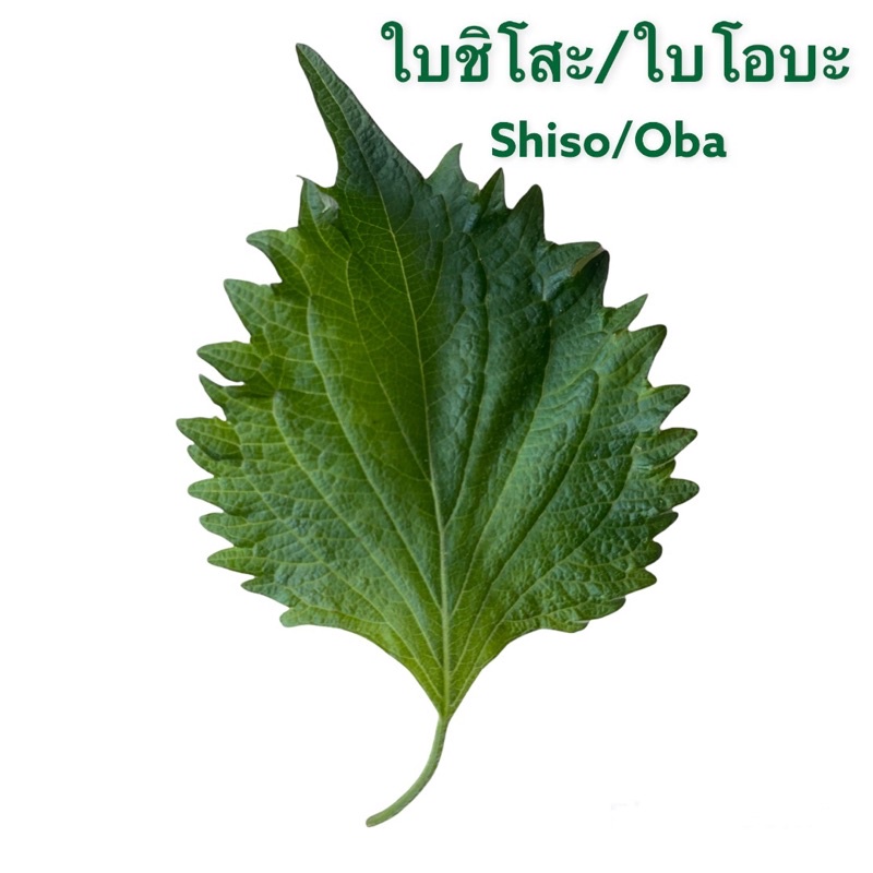 ใบชิโสะ/ใบโอบะ (Green Shiso/Oba) 1 ชุด 50 ใบ รูปที่ 2