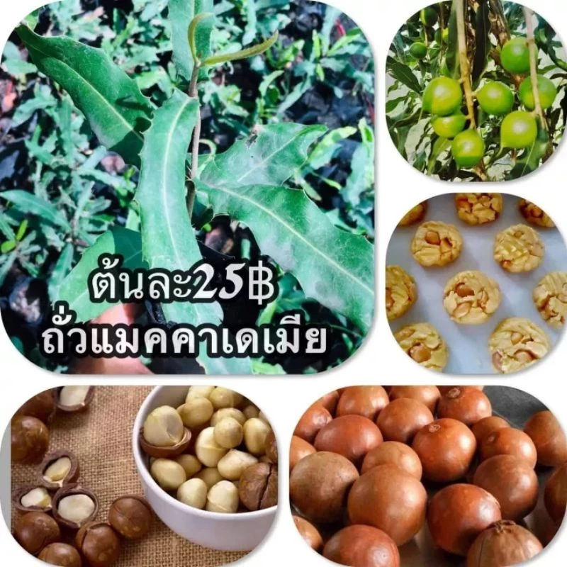 ต้นแมคคาเดเมีย1ต้นถุงดำถั่วอร่อยที่สุดในโลก แพงที่สุด