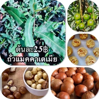 แมคคาเดเมียH2สูงประมาณ15-20ซม.ถั่วอร่อยที่สุดในโลก แพงที่สุด