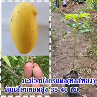 1  ต้น ต้นพันธุ์มะม่วงมังกรแดง(Reddragon Mango) หรือมะม่วงพันธุ์หงส์หลง ต้นเสียบยอดสูง 35-40 ซม.จัดส่งพร้อมถุงเพาะชำ
