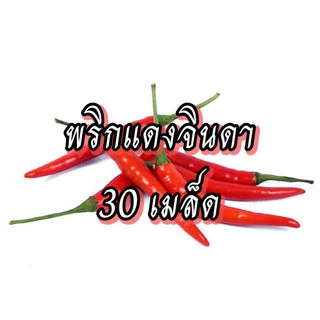 เมล็ดผักพริกแดงจินดา เมล็ดผักสวนครัว เมล็ดผัก5บาท