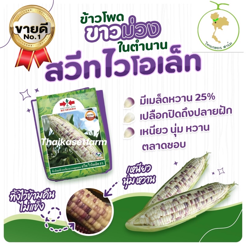 ข้าวโพดสวีทไวโอเลต F1 หวานฝักใหญ่ ขาว-ม่วงมีให้เลือก2ขนาดสุดคุ้ม ใหม่ล่าสุด