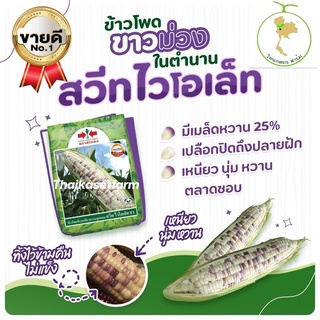 ข้าวโพดสวีทไวโอเลต F1  หวานฝักใหญ่ ขาว-ม่วงมีให้เลือก2ขนาดสุดคุ้ม💜💥ใหม่ล่าสุด💥