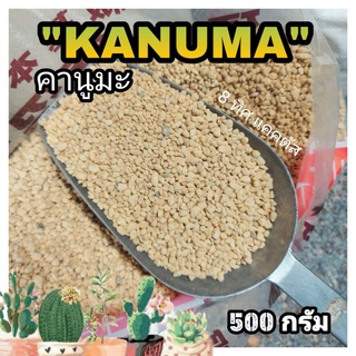 คานูมะ KANUMA /500 กรัม /ขนาด3-6มิล -- ดินญี่ปุ่นคานูมะ เป็นวัสดุปลูก มีความโปร่ง แคคตัส กระบองเพชร