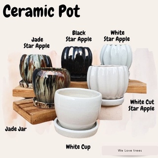 " Star Apple" Ceramic Pots กระถางต้นไม้