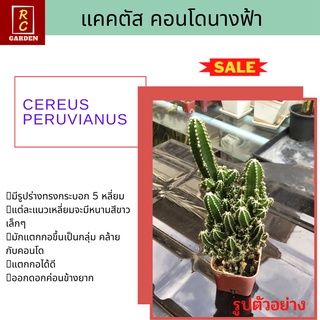 คอนโดนางฟ้า ปราสาทนางฟ้า (Cereus) แคคตัส กระบองเพชร ส่งพร้อมกระถาง