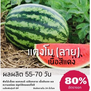 เมล็ดพันธุ์ แตงโมแดง (ลาย) แตงโม (ซื้อ 10 แถม 1 คละอย่างได้)