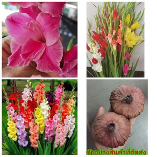 (6หัว) (ขาย หัวพันธุ์) ต้น ดอก แกลดิโอลัส ( Gladiolus ) เบนซ์