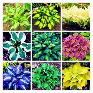 （อัตราการปลูกสูง）Mix Color Coleus Seeds บอนสีหายาก เมล็ดดอกไม้สวย ต้นไม้มงคล ต้นไม้ประดับ ดอกไม้จริง Flower Seeds Plant