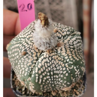 แอสโตรไฟตั้ม  ขนาดใหญ่​ #แคสตัส castus​ astrophytum แอสโตร แอสโตร​ไ​ฟตั้​ม แอสโตรไฟตัม กระบองเพชร แอสโตรวี super​