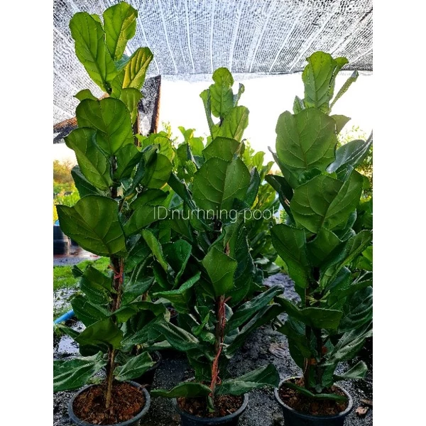 ไทรใบสัก สูงประมาณ 70-90cm. (ใบใหญ่./กระถาง25")