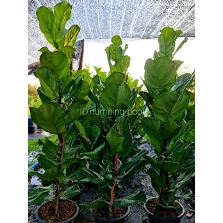 ไทรใบสัก สูงประมาณ 70-90cm. (ใบใหญ่./กระถาง25")