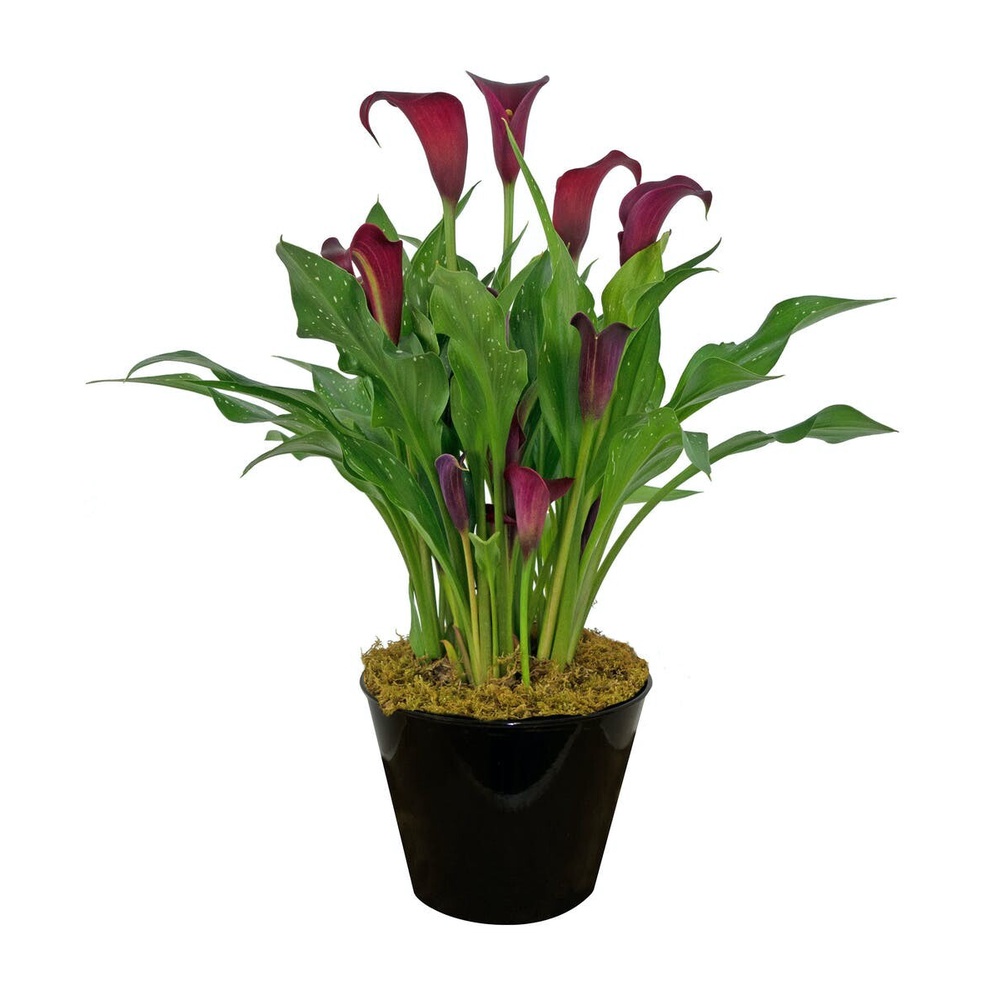 20 เมล็ดพันธุ์ ต้นคาลล่าลิลลี่ คาลล่า ลิลลี่ (Calla Lily) เป็นดอกไม้ ที่แทนสัญลักษณ์แห่งความรัก อัตราการงอก 80-85%