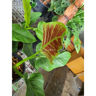 ต้นฟิโลเดนดรอนหลังแดง 《philodendron subhastatum》