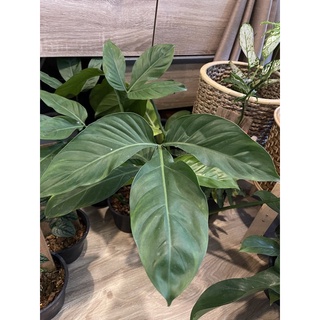 Philodendron tripartitum