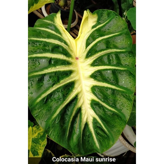 Colocasia muaisunrise(seed)