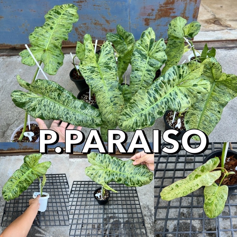 🍀Philodendron Paraiso หรือ ฟิโลพาไรโซ่ (พาราซิโอ้) 🟢⚪️