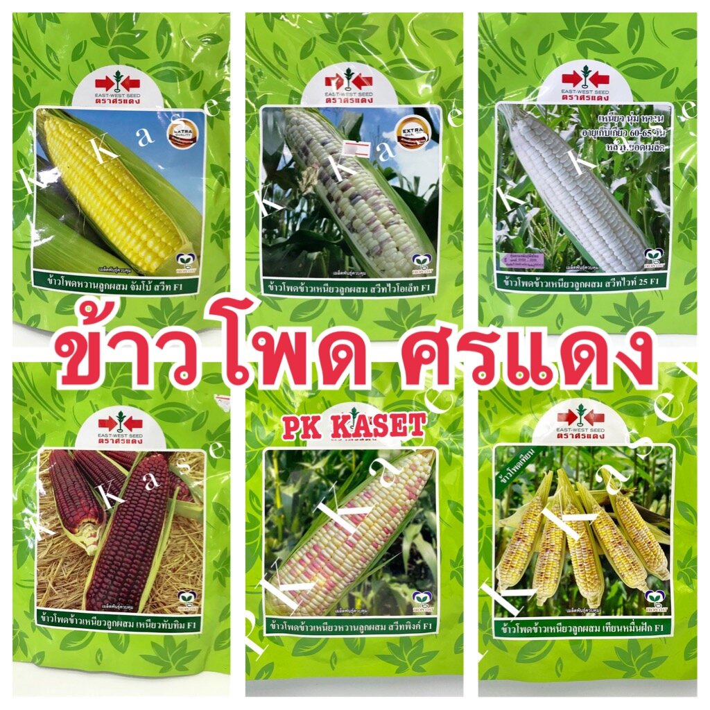 เมล็ดข้าวโพด ศรแดง 200 g ข้าวโพดหวาน ข้าวโพดข้าวเหนียว