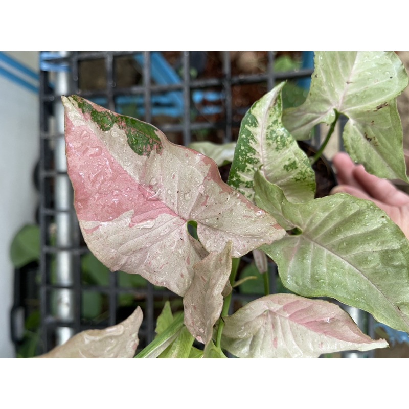 Syngonium Pink Spot