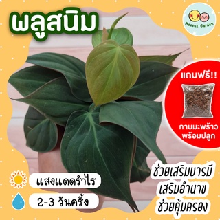 **แถมกาบมะพร้าวพร้อมปลูก** พลูสนิม กระถาง3นิ้ว Philodendron micans ต้นไม้ฟอกอากาศ ต้นไม้ในร่ม พลูด่าง ต้นไม้ประดับ