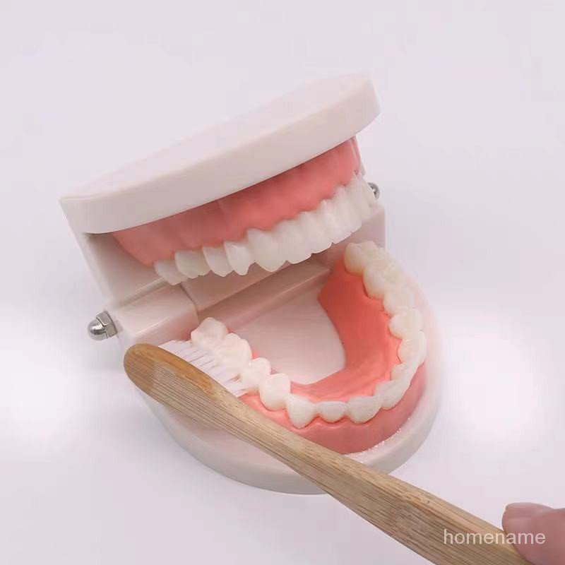 แม่พิมพ์ทันตกรรมของเล่นเด็กแปรงฟันปฐมวัยแม่พิมพ์ช่วยการศึกษาอนุบาลช่องปากสอนฟันปลอม