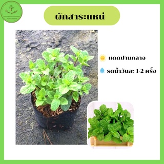 ต้นผักสาระแหน่ พร้อมปลูก 3 ถุง 100บาท คละกันได้ ในถุงดำ 5 นิ้ว