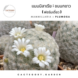 แมมมิลลาเรีย : แมม ขนนกขาว  Mammillaria plumosa cactus แคคตัส กระบองเพชร ของขวัญ น่ารัก