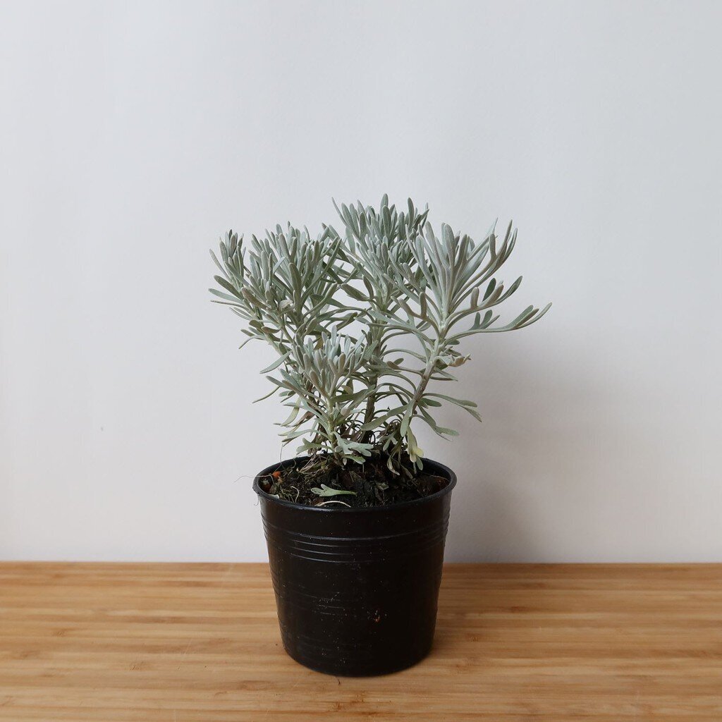 มุมมอง 5