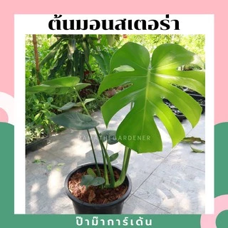 ต้นมอนสเตอร่า เดลิซิโอซ่า ไจแอนท์ กระถาง 4 นิ้ว ถึง 8 นิ้ว ( Monstera Deliciosa Gaint )