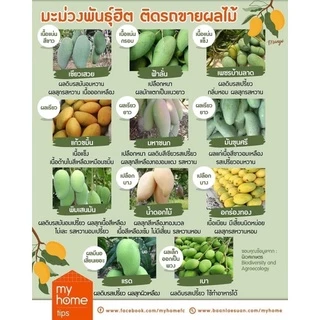 #ต้นมะม่วงงาช้างแดง(เสียบยอด) 1 ปีติดผล สูงราว50-60เซน