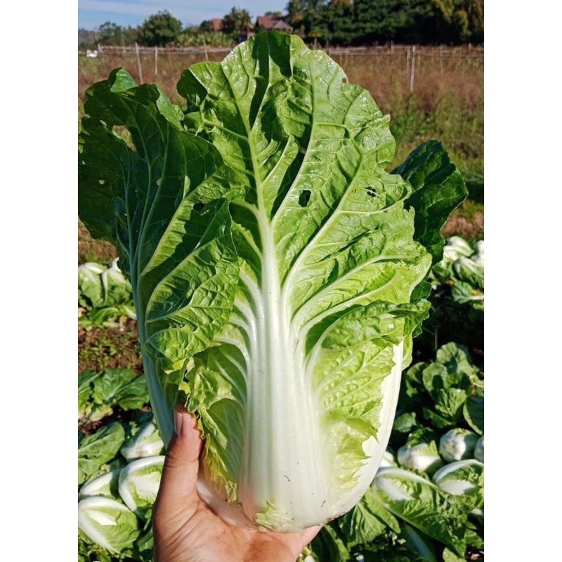 เมล็ดผักกาดขาวปลีใหญ่