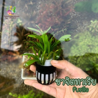 ซาจิตทาเรีย(Pusilla)🌱💦🐠สามารถนำมาจัดตู้กำลังสวยต้นกำลังงามมาก