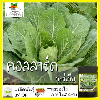 เมล็ดพันธุ์ คอลลาร์ด จอร์เจีย (ปูเล่ฝรั่ง) 300 เมล็ด Georgia Southern Collar seed เมล็ดพันธุ์แท้ นำเข้าจากต่างประเทศ