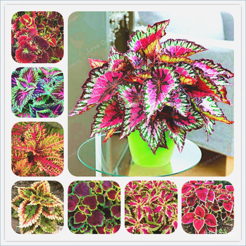 Flower Seed Home Garden Decoration Seed Japanese Coleus Mixed Flower Plant Seed
