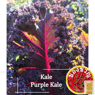 *Rare* Purple Kale Seeds - 20 seed *Pot Friendly* Tanam Pasu, Warna Ungu, สีม่วงกะหล่ำปลี - Mango Garden上衣/头饰/生菜/玫瑰/帽子/苹