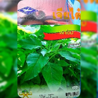 ผักโขม Amaranth เจียไต๋