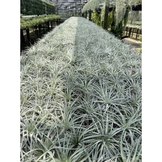 Tillandsia Cotton Candy คอตตอนแคนดี้ 100 ต้น