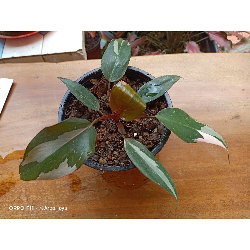 philodendron pink princess ในกระถาง 5.7 นิ้ว