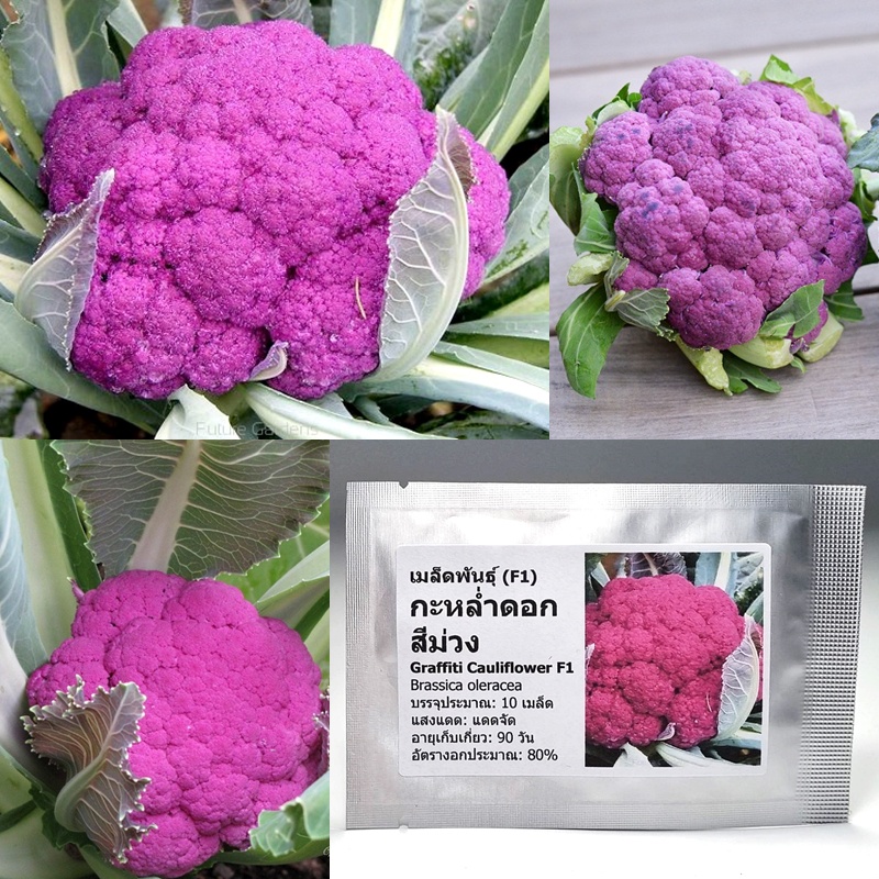 เมล็ดพันธุ์ กะหล่ำดอกสีม่วง Purple Cauliflower Seed 20 เมล็ด คุณภาพดี ของแท้ 100%