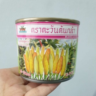 พริกส้มสั้น อี-ป๊อป 20กรัม ตะวันต้นกล้า