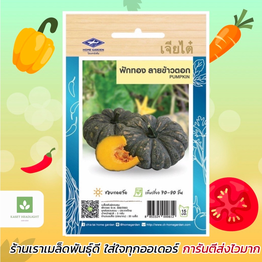 ฟักทองลายข้าวตอก เจียไต๋ เมล็ดฟักทอง เมล็ดพันธุ์ฟักทอง