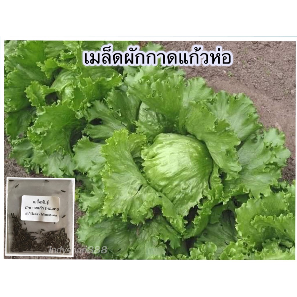 เมล็ดพันธุ์ ผักกาด ผักกาดแก้ว หอมห่อ 200 เมล็ด [10 แถม 1 คละได้]