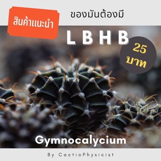 🌵ยิมโน LB Hybrid พ่อแม่ดอกชมพู 🌸