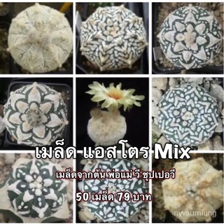 （อัตราการงอก 90%）เมล็ดพันธ์ุแคคตัส แอสโตV 1 เมล็ด  1 บาท กระบองเพชร/เมล็ด ผัก ปลูก สวนครัว คละ