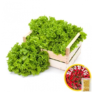 50pcs seeds/VALUE PACK/GREEN RAPID LETTUCE SEEDS (LG) (1pack)香菜/种子/儿童/上衣/花园/芹菜/木瓜/苹果/通心菜/玫瑰/ ALPQ